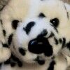 lovehas4paws